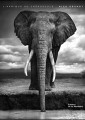 [L'Afrique au crépuscule], de Nick Brandt (éd. de La Martinière)